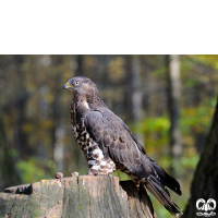 گونه سارگپه جنگلی European Honey Buzzard